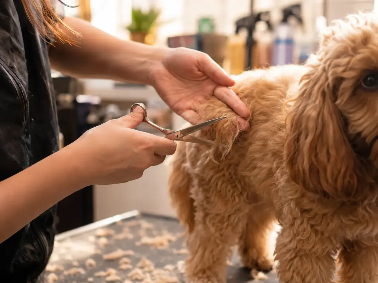 Independent pet groomer scissoring a cockapoo's coat in a grooming salon